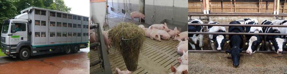 Zu sehen sind ein Viehtransporter, eine Gruppe von Schweinen sowie Rinder am Futtertisch.